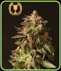 Shoreline - Devil's Harvest Seeds