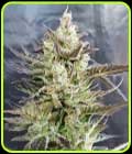 Short Nepali Auto - Freedom of Seeds