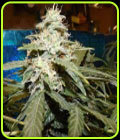 Short Rider - Nirvana Seeds