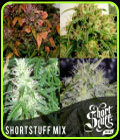 Short Stuff Mix Fem - Short Stuff Seeds
