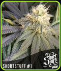 Short Stuff #1 - Short Stuff Seeds