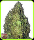 Short and Sweet Auto - Heavyweight Seeds