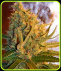 Shot Adrenaline - Samsara Seeds
