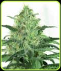 Sideral - Ripper Seeds