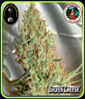 Silver Cheese - Big Buddha Seeds