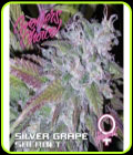 Silver Grape Sherbet - Growers Choice