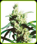 Silver Haze - Sensi Seeds