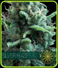 Silver Haze - Vision Seeds