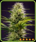 Silver Haze Original - PowerStrains