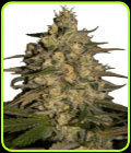 Silver Jack - Seedmakers Seeds