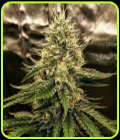 Silver Napalm - Top Shelf Elite Seeds