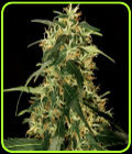 Silver Star Haze - The Bulldog Seeds