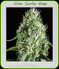 Silversurfer Haze - BlimBurn Seeds