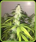 SALE - Simple Wedding Cake S1 - Pheno Finder Seeds - Cannabis Seed Sale Items