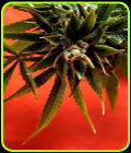 The Simpson Kush - Delta 9 Labs Seeds