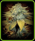 SinFully Sour - Sin City Seeds