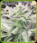 Single Scoop - Cannarado Genetics