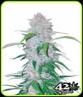 Six Shooter - FastBuds