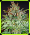 Skunk 47 - World of Seeds