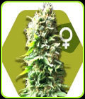 Skunk - Zambeza Seeds
