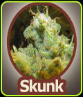 SALE - Skunk - John Sinclair Seeds - John Sinclair Seeds