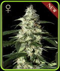 Skunk Autoflowering - Strain Hunters