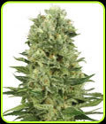 Skunk Automatic - White Label Seeds