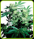 Skunk Kush - Sensi Seeds