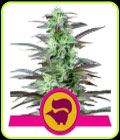 Skunk XL - Royal Queen Seeds