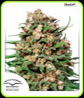 Skunk #1 - Dutch Passion Seeds