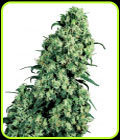 Skunk #1 - Sensi Seeds