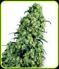 Skunk #1 - White Label Seeds