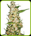 Skunk #1 Automatic - Sensi Seeds