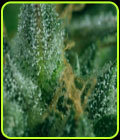 Skunk #1 x SCBDX - Super CBDx Seeds