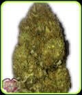 Skunky Monkey Auto - Heavyweight Seeds