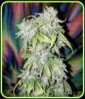 Skush - Top Shelf Elite Seeds