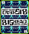 Skywalka Ghost Kush - Big Head Seeds