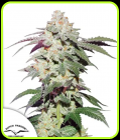 Skywalker Haze - Dutch Passion Seeds