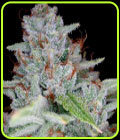 Skywalker Kush - DNA Genetics Seeds