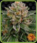 Skywalker OG Auto - Barneys Farm Seeds