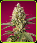 Skywalker OG Runtz XL Auto - Sweet Seeds