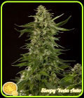 Sleepy Yoda Auto - Philosopher Seeds