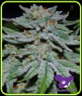 Slurricane - Anesia Seeds
