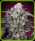 Slurricane - Advanced Seeds