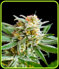 Slurricane - BSB Genetics