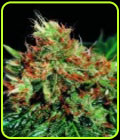 Slyder - Sagarmatha Seeds
