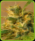 Smile Automatic - Kannabia Seeds
