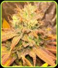 Smoke Trails - Karma Genetics