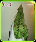 Smokin' Gun Auto - Dr Krippling Seeds