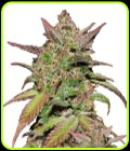 Smoothie Auto - FastBuds